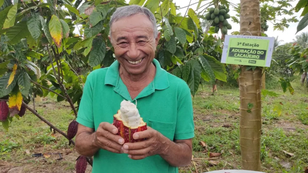 Cacau cresce em ritmo acelerado e se consolida como nova força do agro em Sergipe
